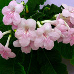 African Violet Picture